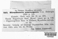 Hirudinaria macrospora image